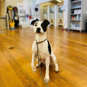 A white dog with black spots sits on a hardwood floor looking intently at the photographer.