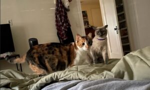 Two cats sit on a bed -- one cat is a calico with black, orange, and white splotches. The other cat is a siamese cat with light grey fur and darker fur on his face.