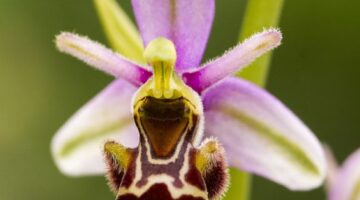 The Flower That Tricks Insects Into Having Sex With It