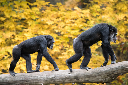 What Human Faces And Chimpanzee Butts Have In Common