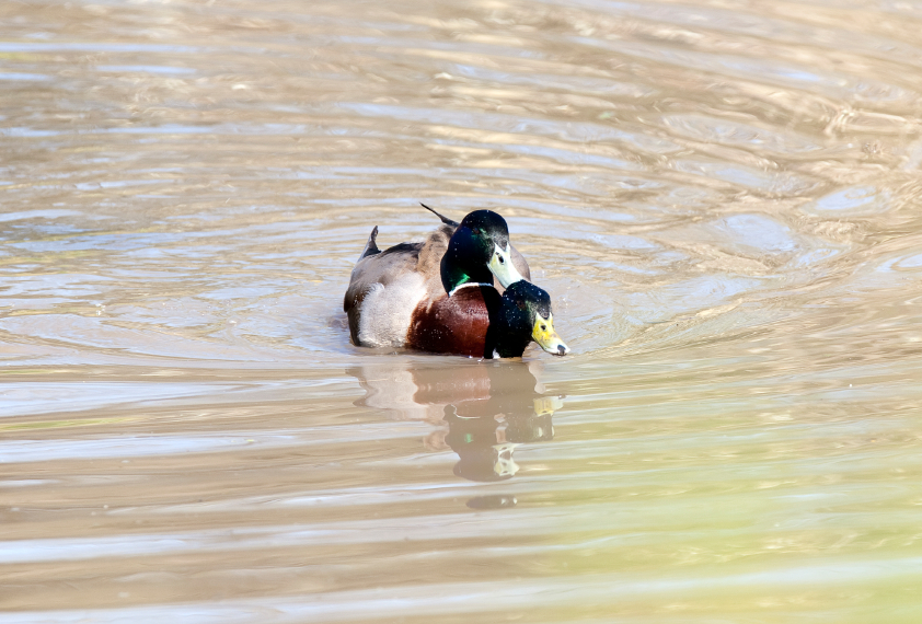 This Week in the History of Sex: Homosexual Necrophilia in the Mallard Duck