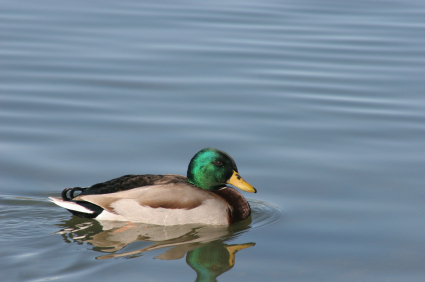 Today In The History Of Sex Research: Homosexual Necrophilia In The Mallard Duck