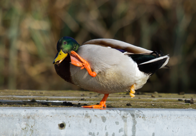 6 Of The Most Unusual Animal Genitals (VIDEO) - Sex and Psychology