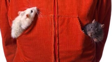 Rats With Jacket Fetishes? What Animal Sex Studies Reveal About The Origin Of Unusual Sexual Interests