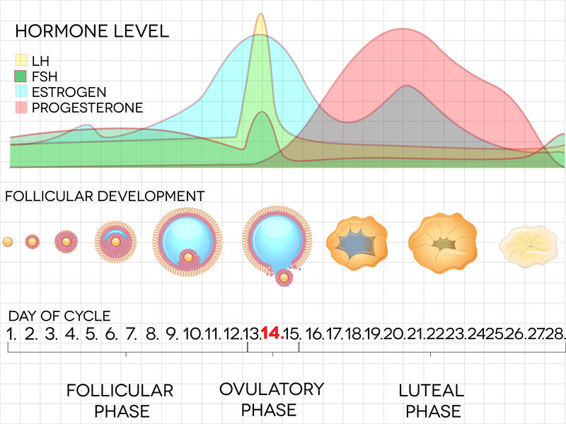 Menstrual cycle. Follicular, ovulatory, and luteal phases.