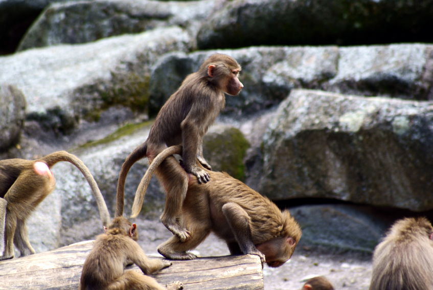 monkey-sex-mounting.jpg