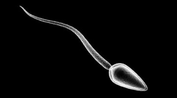 What Does (And Doesn’t) Impact Men’s Sperm Health