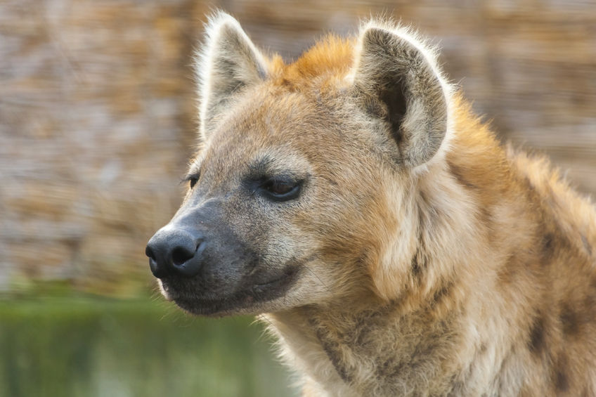 Female Hyenas Have an 8-Inch Clitoris–And It Makes For Tricky Mating